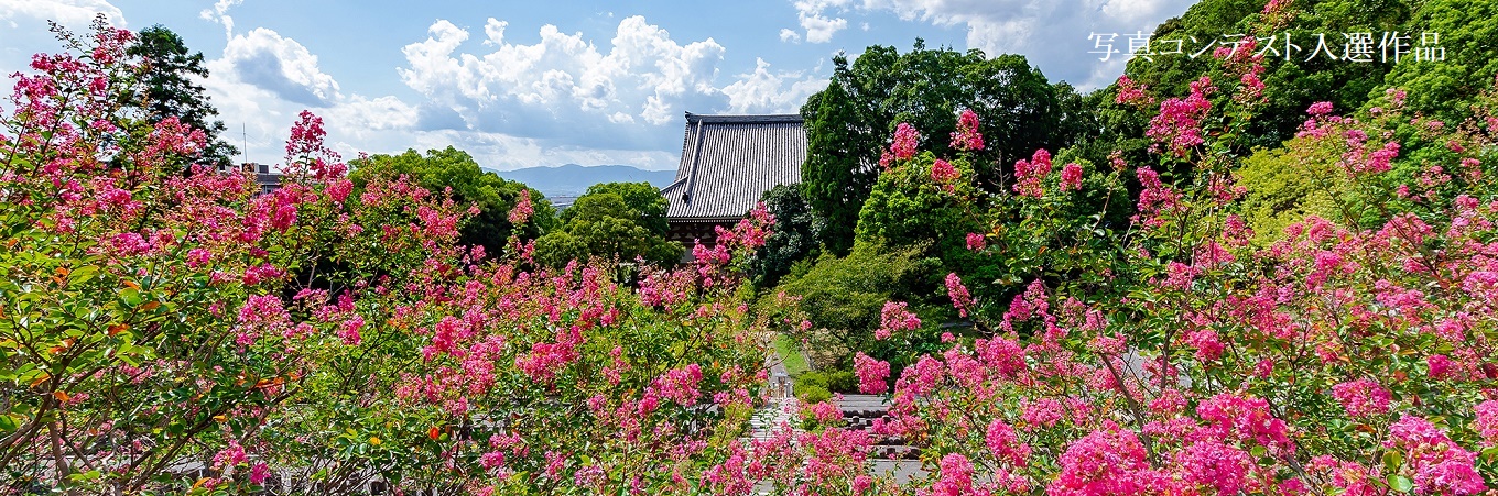 庭園　庭　京都　京都観光　はなまっぷ　桔梗